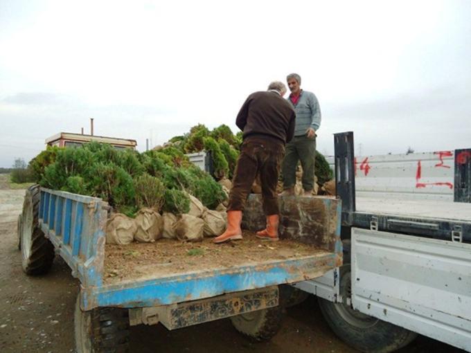 Sakarya'da üretilen fidanlar dört bir yanda can buluyor