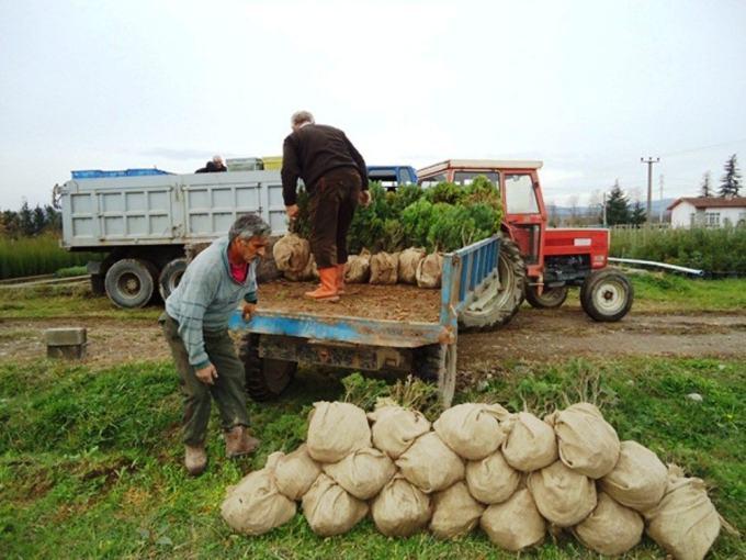 Sakarya'da üretilen fidanlar dört bir yanda can buluyor