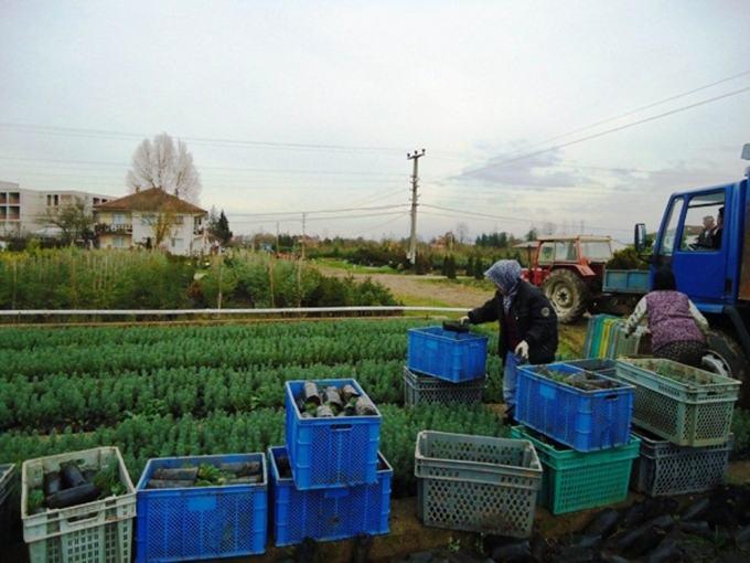 Sakarya'da üretilen fidanlar dört bir yanda can buluyor