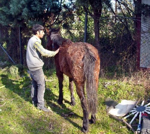 SASKİ, atı kurtarmak için seferber oldu