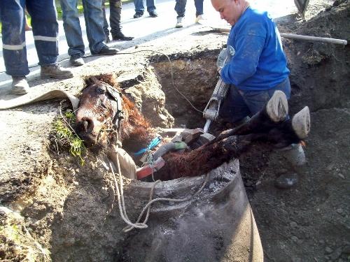 SASKİ, atı kurtarmak için seferber oldu