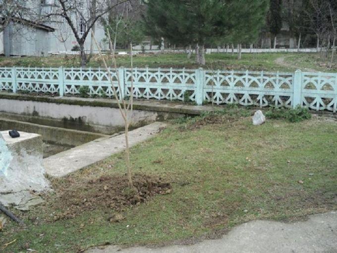 Çeşmelerin çevresine meyve fidanları dikildi!