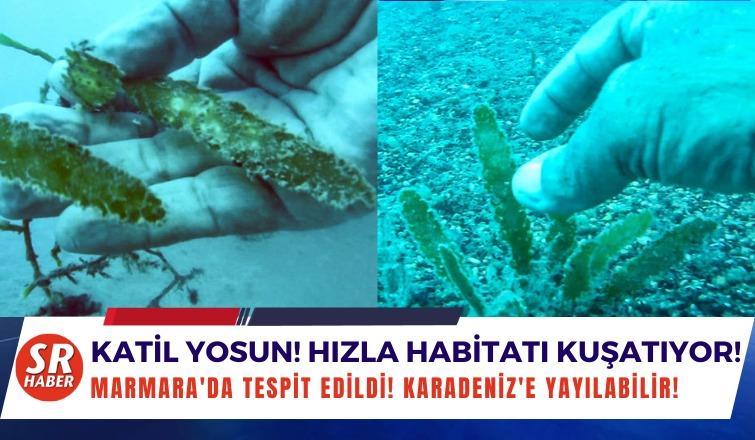 Marmara'da Tespit Edildi! Karadeniz'e Yayılabilir