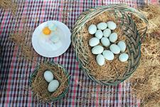 Sakarya'da yıllık 40 milyon mavi yumurta üretilecek