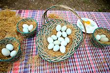 Mavi yumurta üretim tesisine savcılıktan soruşturma