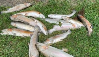 Büyükşehirden balık ölümlerine inceleme