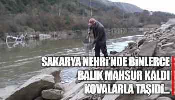 Sakarya Nehri'nde binlerce balık mahsur kaldı
