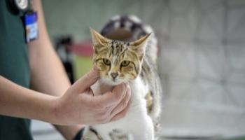 Kedi sahipleri dikkat, tedavisi 30 bin lirayı buluyor