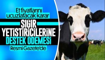Sığır yetiştiricilerine destek ödemesi Resmi Gazete'de